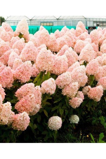 Гортензія волотиста Фантом